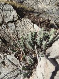 Image result for Euphorbia schinzii