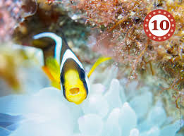 Image result for Isoglossa cataractarum