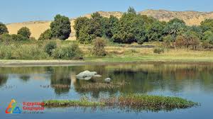 الحياة البرية في مصر ثدييات وطيور وزواحف