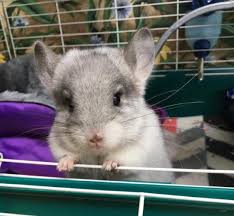 Top selection of 2021 chinchilla pet, home & garden, women's clothing, men's clothing, cellphones & telecommunications and more for 2021! All About Pet Chinchilla Dust Baths