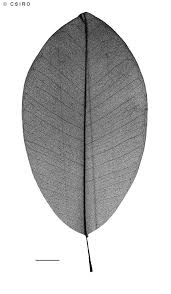 Image result for Manilkara kauki