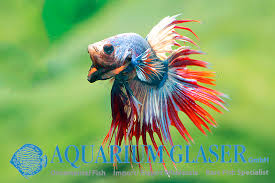 Check out our crowntail betta selection for the very best in unique or custom, handmade pieces from our shops. Betta Splendens Crown Tail Thai Flag Aquarium Glaser Gmbh