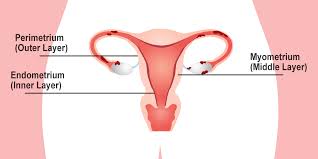 Endometriosis Symptoms Causes And Treatment