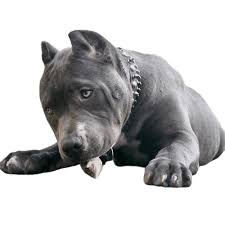 The american bully breed developed as a natural extension of the american pit bull terrier. American Bully Interesting Facts You Should Know