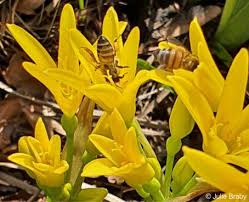 Image result for Cyrtanthus breviflorus
