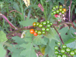 Image result for Solanum anguivi