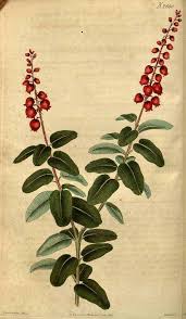Image result for Agarista salicifolia