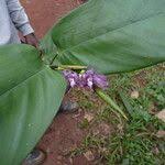 Image result for Hypselodelphys