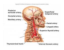 The head and neck receives the majority of its blood supply through the carotid and vertebral arteries. Major Arteries Of The Head And Neck