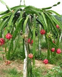 Dragon fruit is an exotic cactus that is found in asia, mexico, and parts of south america. Dragon Fruit Cutting Red Flesh Hylocereus Costaricensis Online Plant Nursery
