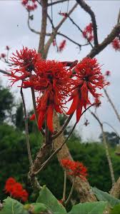 Image result for Erythrina abyssinica