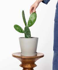 I can't believe how many buds are on the prickly pear and cholla in our area this year! Buy Potted Prickly Pear Cactus Indoor Plant Bloomscape