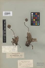 Image result for Dipsacus pinnatifidus