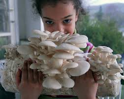 What is the difference in types of bran for mushroom growing?