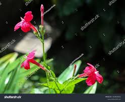 Image result for Ruellia brevifolia
