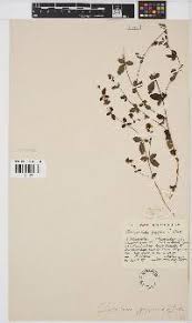 Image result for Crotalaria heidmannii