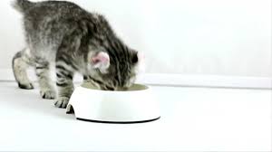 Micho Yetiskin Kedi Mamasi Ile Mito Mix Yetiskin Kedi Mamasi Arasindaki Farklar Nelerdir Youtube
