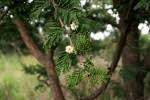 Image result for Acacia gerrardii