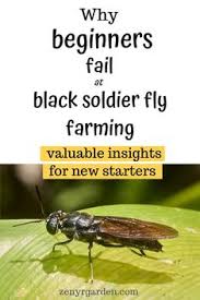 Check spelling or type a new query. 27 Bsf Farming Ideas Black Soldier Fly Soldier Worm Farm