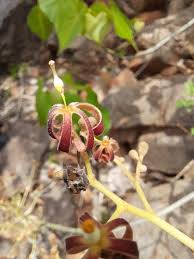 Image result for Hildegardia