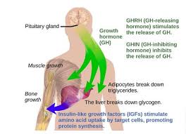 Download scientific diagram | the structure of human growth hormone. Reader Comments