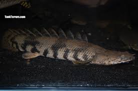 Polypterus Aka Bichirs Profile And Photos Tank Terrors