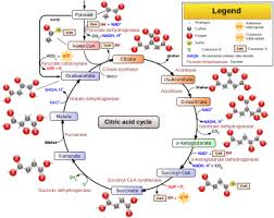 These reactions can be catabolic or anabolic. A Simple Way For Students To Visualize Cellular Respiration Adapting The Board Game Mousetraptm To Model Complexity Coursesource