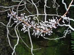 Image result for Solenangis