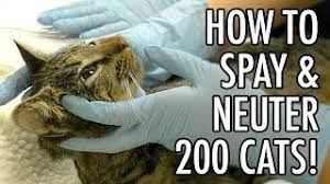 Why and when to neuter your cat. How To Spay Neuter 200 Feral Cats Youtube