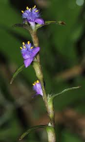 Image result for Cyanotis sp. aff. C. lapidosa