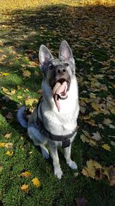 Also the occasional rare wolf masked german shepherds. Luna My Silver Sable Gsd Germanshepherds