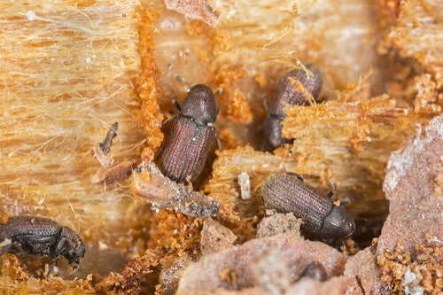What Is The Lifecycle Of A Woodworm? Don't Fall Prey To Wood Beetles!