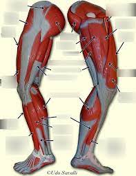 Human leg muscles diagram leg muscle chart gosutalentrankco. Leg Muscle Side View Diagram Quizlet