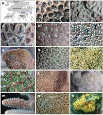 Image result for Microcoelia corallina