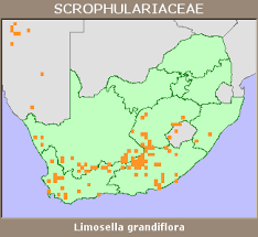 Image result for Limosella capensis