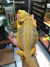 Se puede imprimir en diferentes materiales como pla, abs, petg. Citrus Dunner Bearded Dragon In 2021 Bearded Dragon Bearded Dragon Funny Bearded Dragon Cute