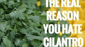 We did not find results for: The Real Reason Why Cilantro Tastes Like Soap Delishably