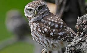 chouette d athena ou chouette cheveche photo r freze c chouette cheveche athena animaux foret