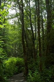 We did not find results for: Let Nature Inspire Your Landscape Ideas For A Woodland Garden