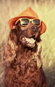 We did not find results for: Funny Retro Dog Wearing Sunglasses And Hat Retro Dog Animal Companions Cute Dog Videos Funny