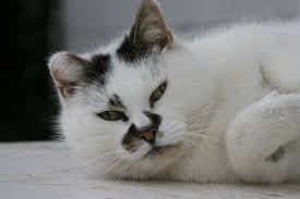 Get an estimate for how much tumor removal costs. Coping With Cat Cancer Symptoms And Advice Blue Cross