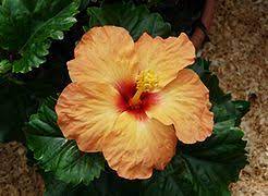 You'll find a good variety of chinese/malaysian style dishes. Hibiscus Rosa Sinensis Wikipedia