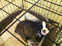 Sire and dam are arvc/dm tested. Your Boxer Puppy At 8 Weeks The Boxer Weekly