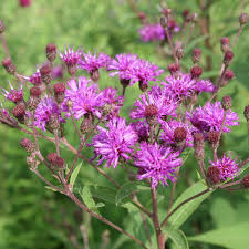 Vernonia glauca - Upland Ironweed