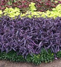 Image result for Tradescantia pallida