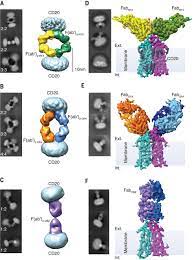 Nothing to show here at this time. Binding Mechanisms Of Therapeutic Antibodies To Human Cd20 Science