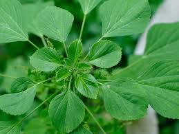 Image result for Acalypha fruticosa