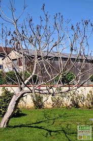 L'arbre nommé persea, dont la feuille ressemble à une langue, & le fruit à un cœur. Maladie Du Figuier Teigne Mouche Ver Jardipartage