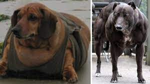 I like fat dogs 2011 in the world. Pin On Top Most Rare