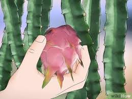Family of mostly succulent plants, adapted to dry environments. 3 Ways To Tell If A Dragon Fruit Is Ripe Wikihow